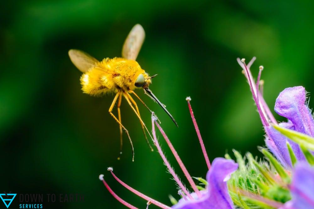 native pollinator plants